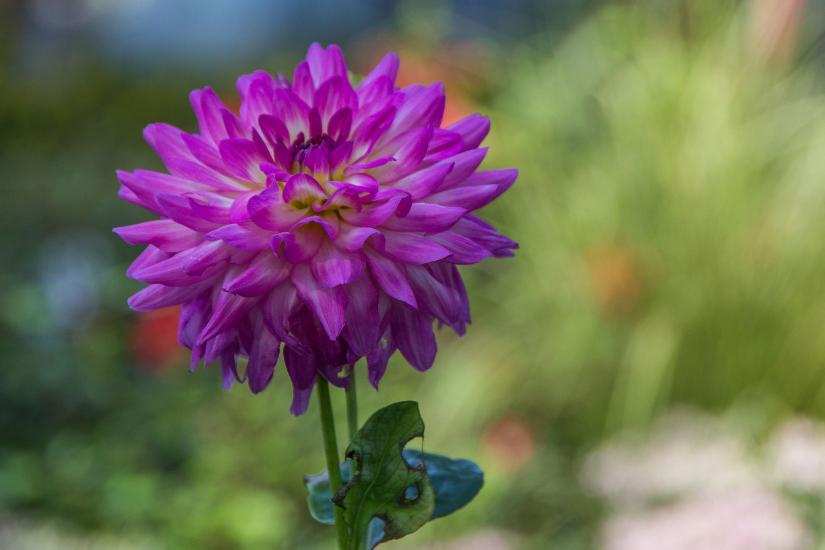 Schöne Blüten im September