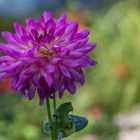 Schöne Blüten im September