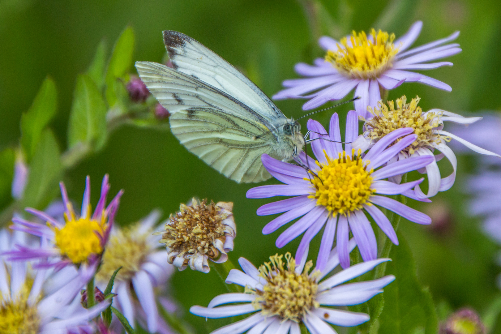 Schöne Blüten im September