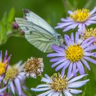 Schöne Blüten im September