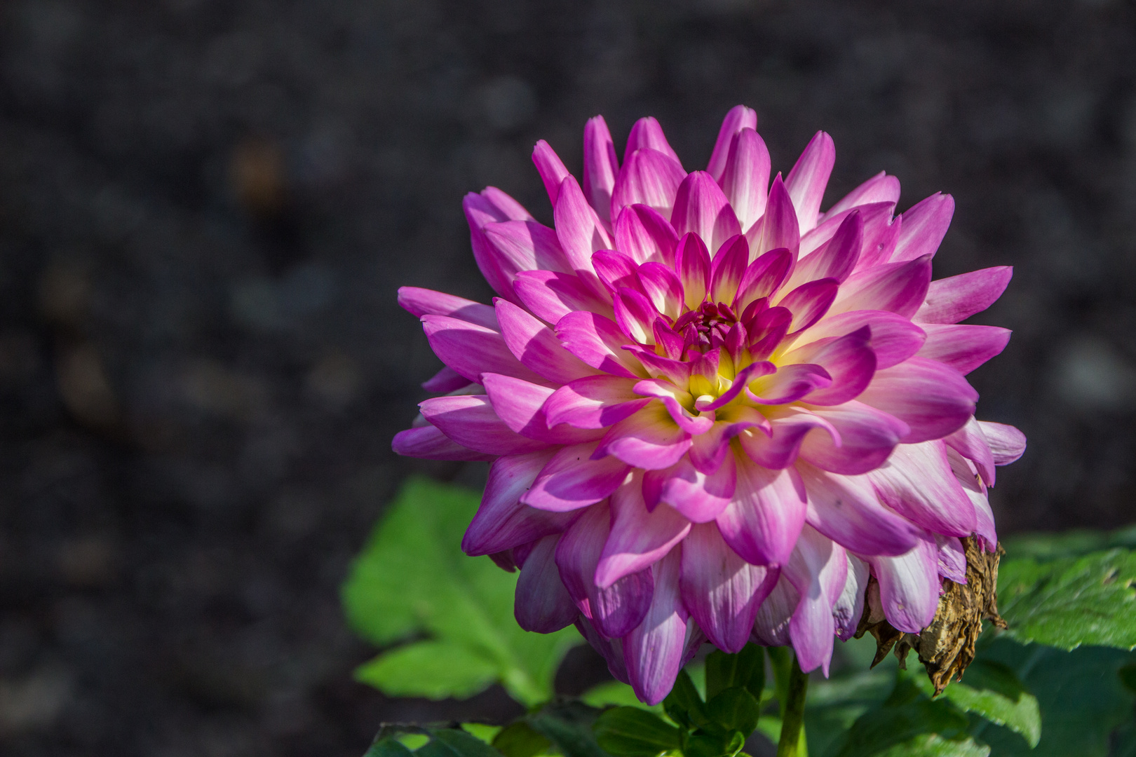 Schöne Blüten im September