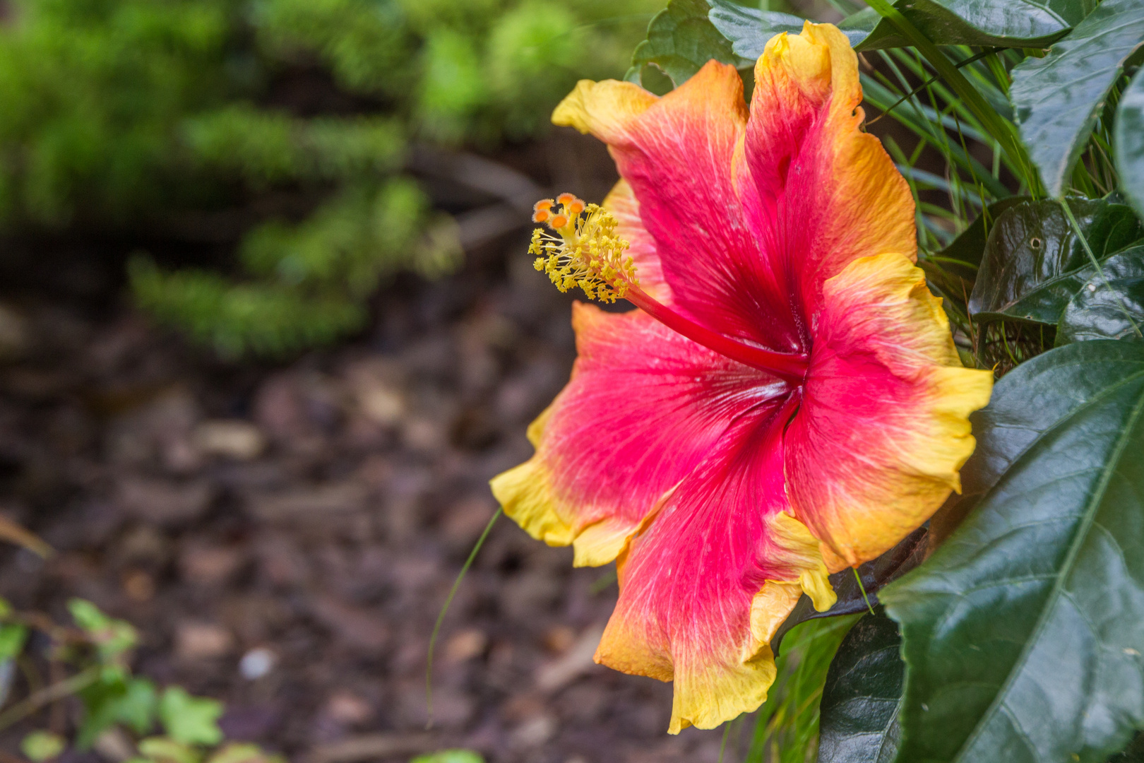 Schöne Blüten im September