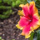 Schöne Blüten im September