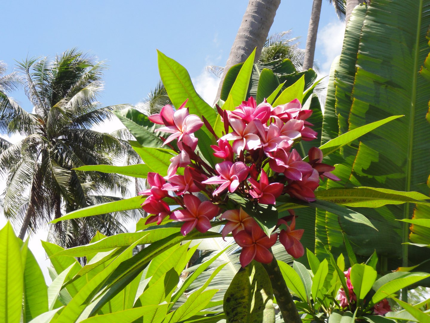 schöne Blüten in der Hotelanlage in Koh Samui