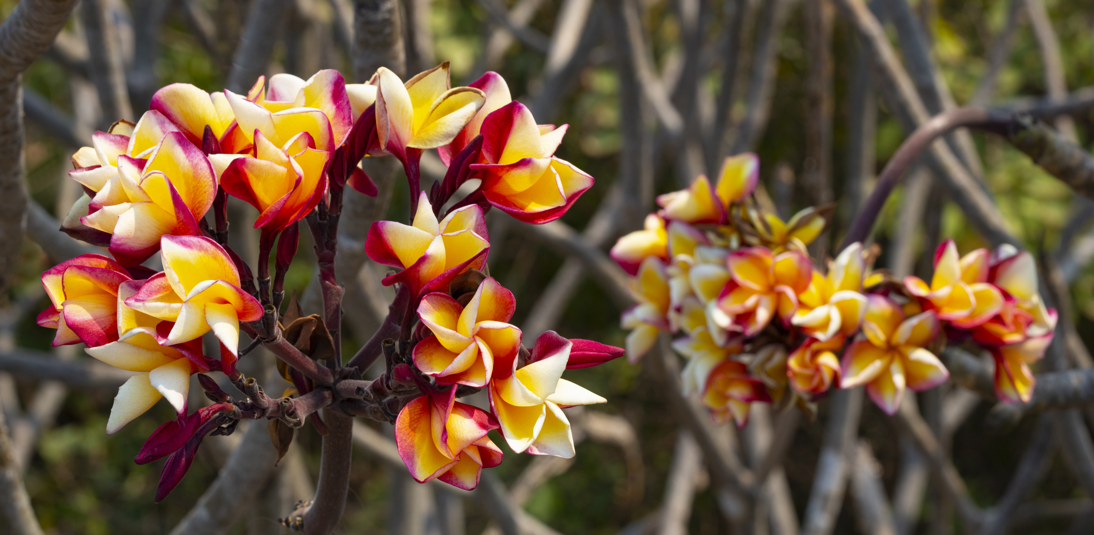 Schöne Blüten in Pattaya