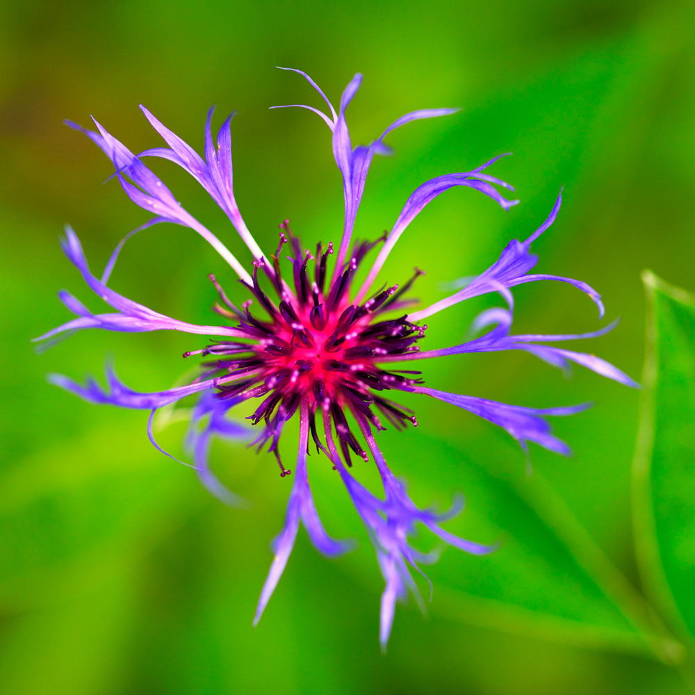 Schöne Blume