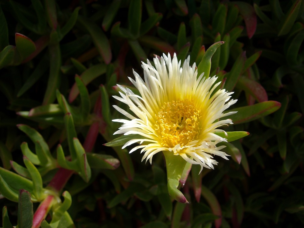 Schöne Blume