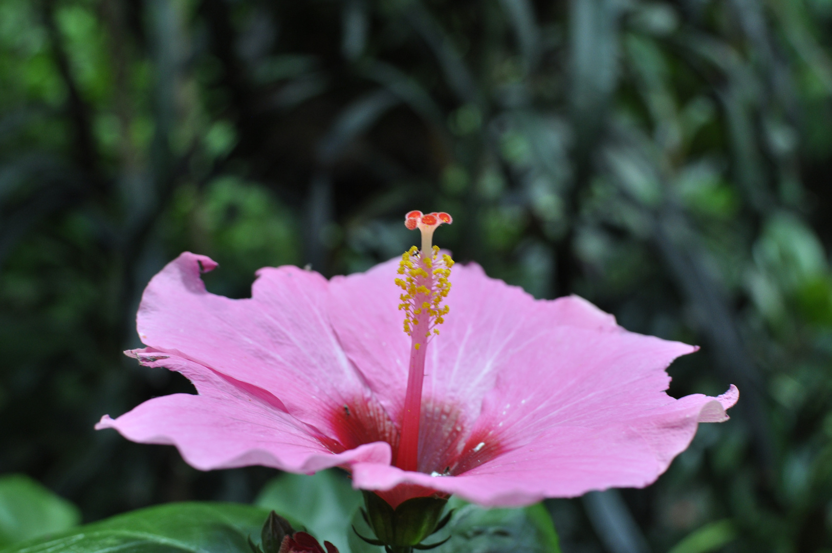 Schöne Blume