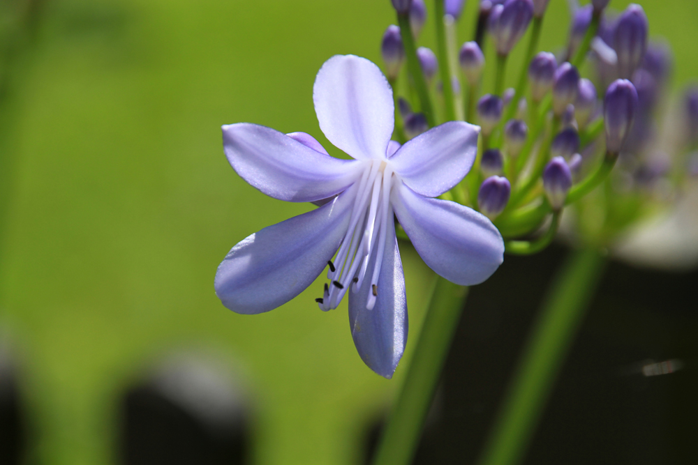 Schöne Blume