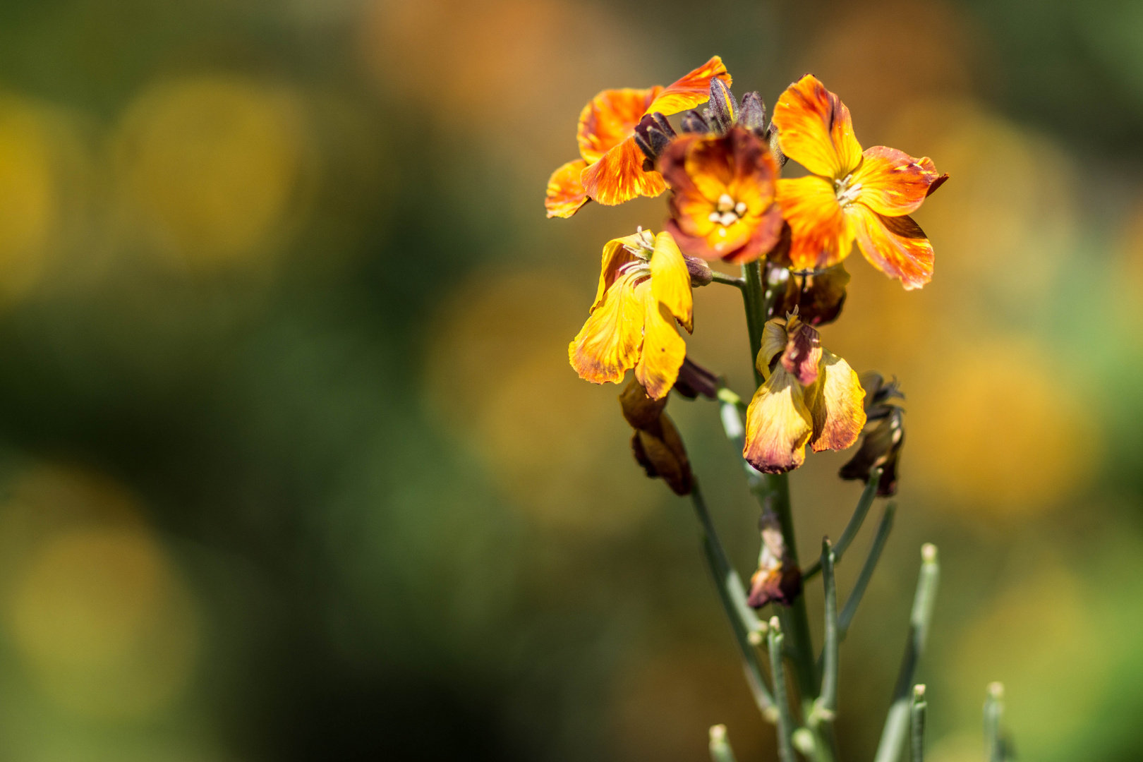 schöne Blume