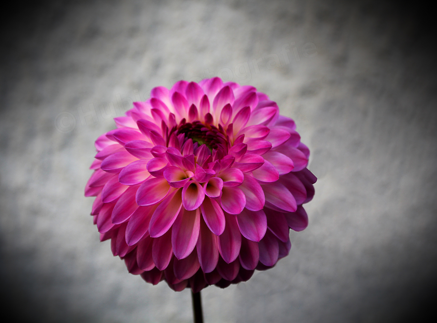 Sch ne Blume Foto Bild pflanzen pilze flechten Sch ne Blume Foto Bild pflanzen pilze flechten