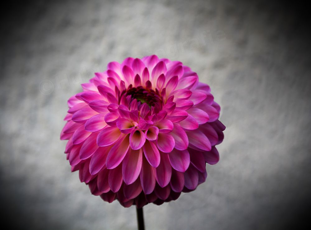 Schöne Blume Foto & Bild pflanzen, pilze & flechten, landschaft