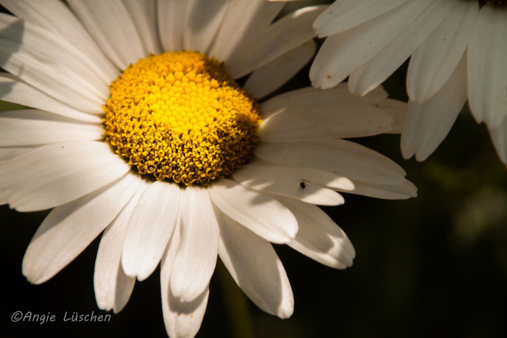 Schöne Blume