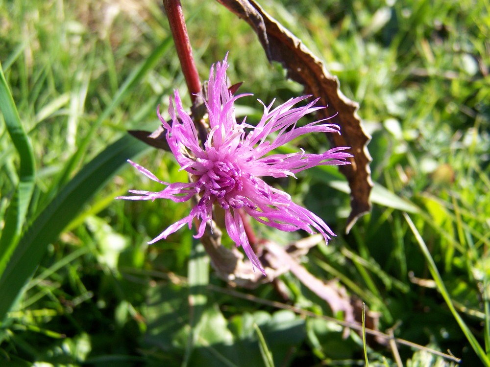 Schöne Blume