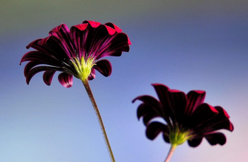 Schöne Blume