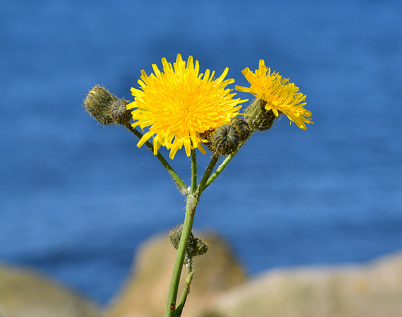 Schöne Blume!