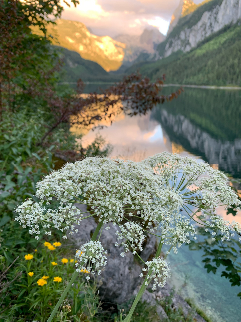 Schöne Blume am Gosausee 