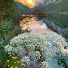 Schöne Blume am Gosausee 