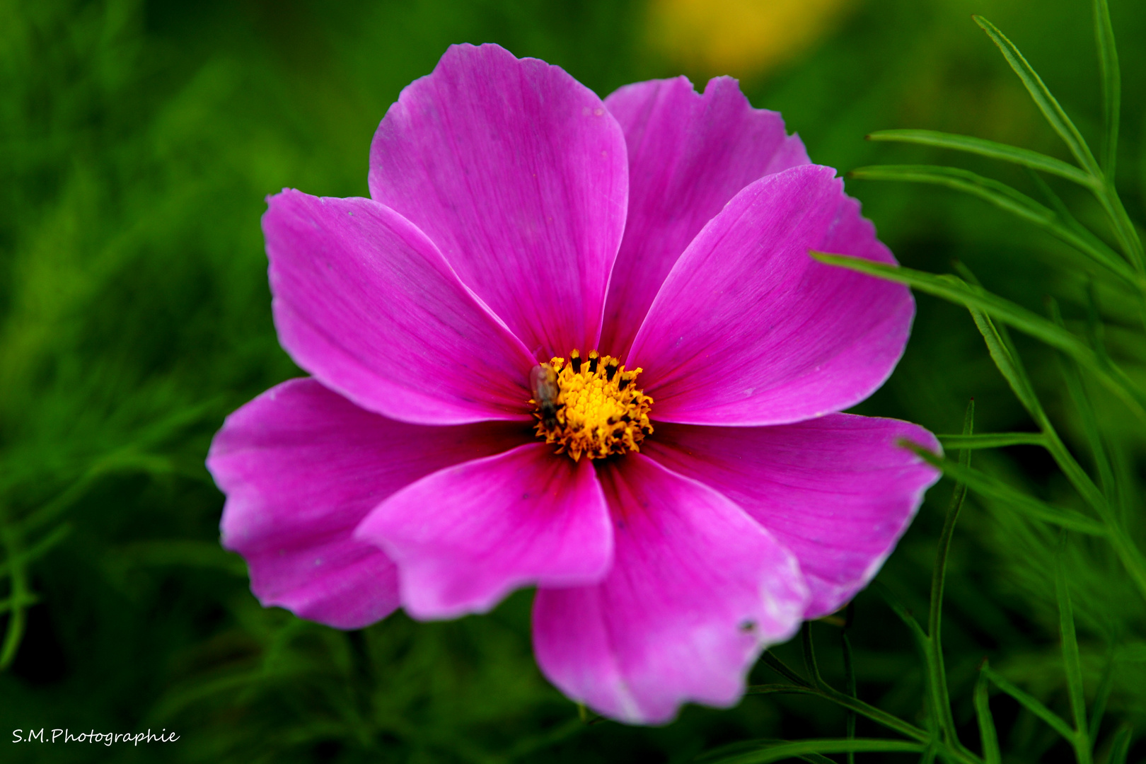 Schöne Blume am Straßenrand