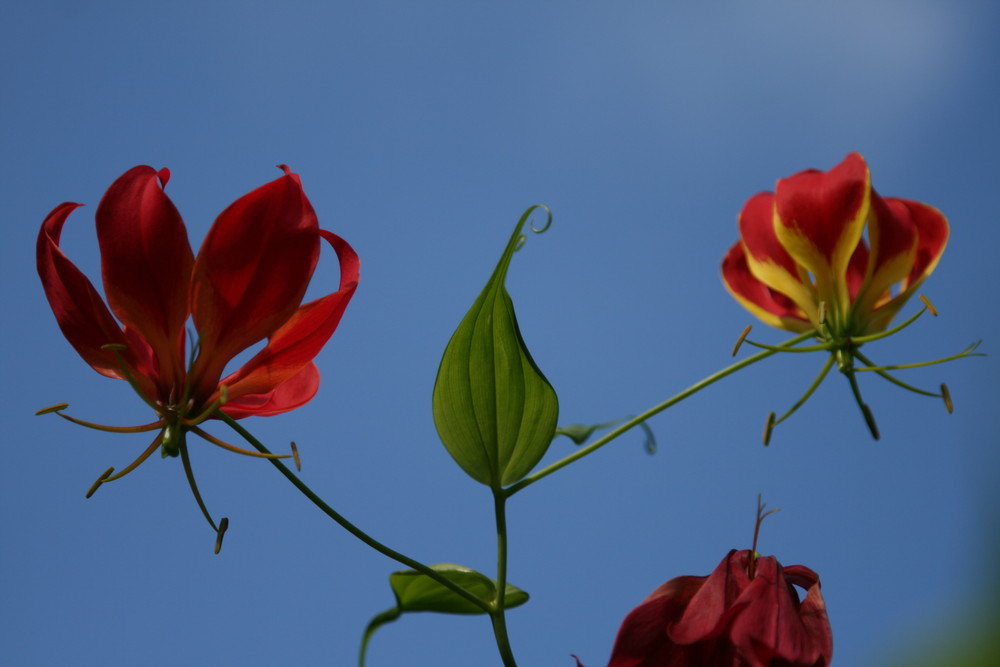 schöne Blume auf den Bermudas fotografiert