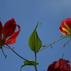 schöne Blume auf den Bermudas fotografiert