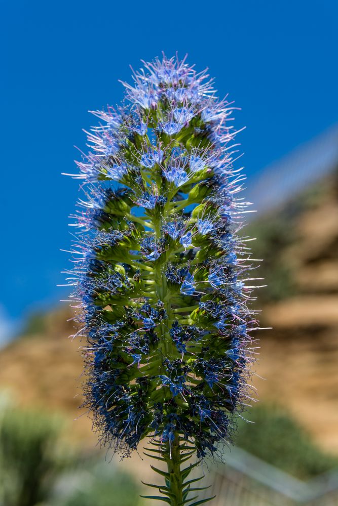 Schöne Blume