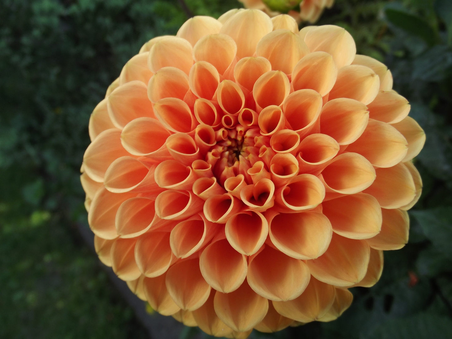 Schöne Blume...!!! Foto & Bild sonstiges, naturkunst, natur Bilder