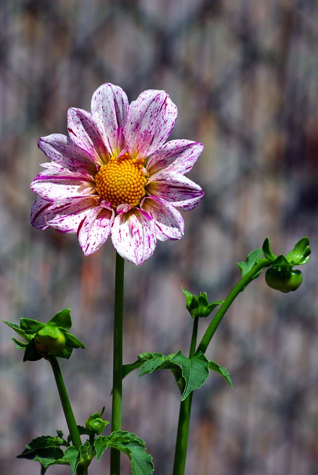 Schöne Blume