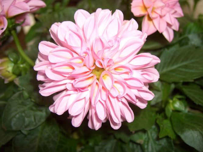 Schöne Blume im Garten!