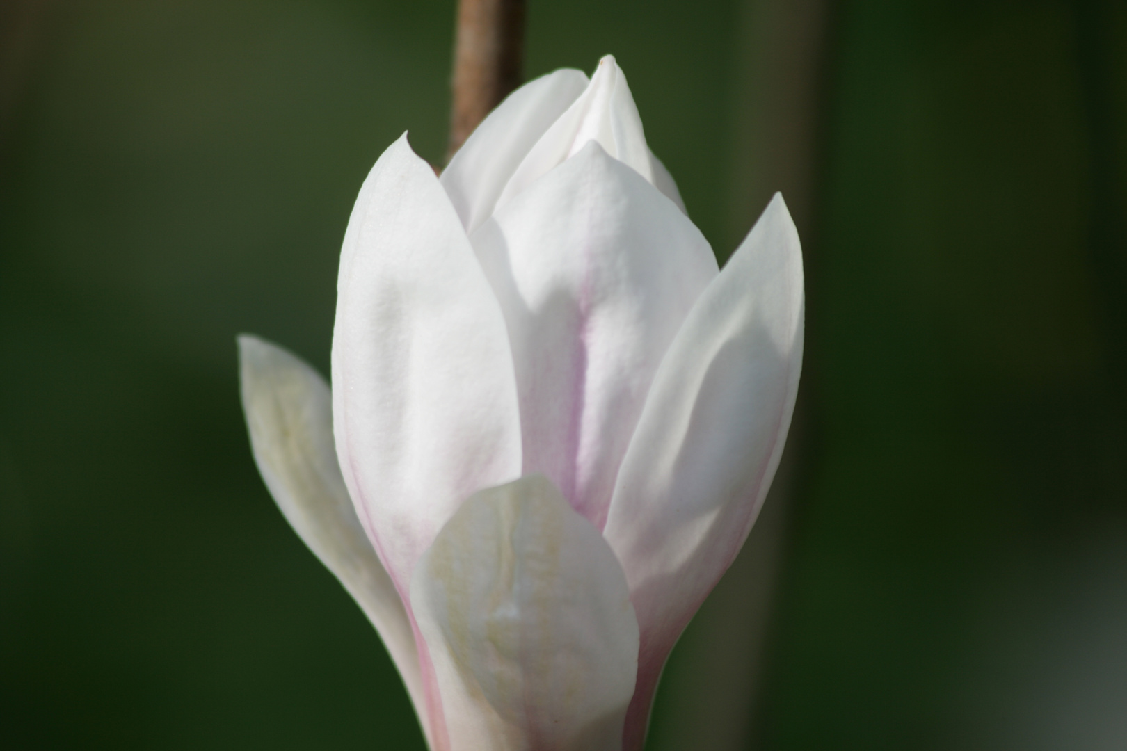 Schöne Blume im Wald