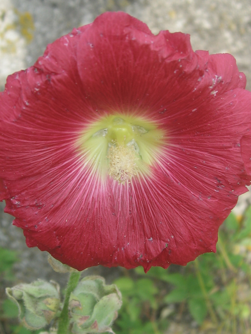 Schöne Blume in der Sommersonne