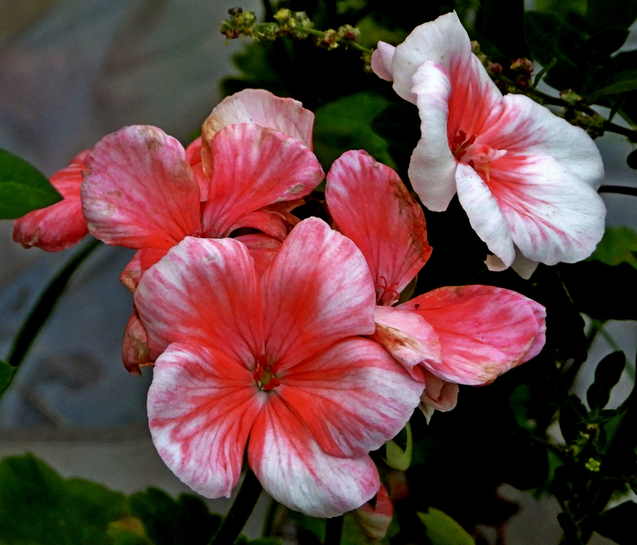 Schöne Blume in Wien Ottakring 16,Bezirk