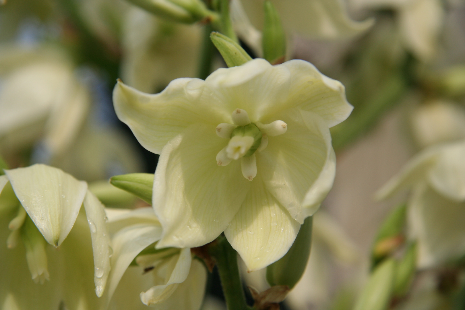 Schöne Blume nach einem Gewitter