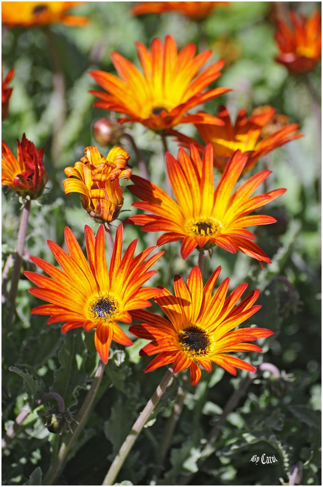 Schöne Blumen....