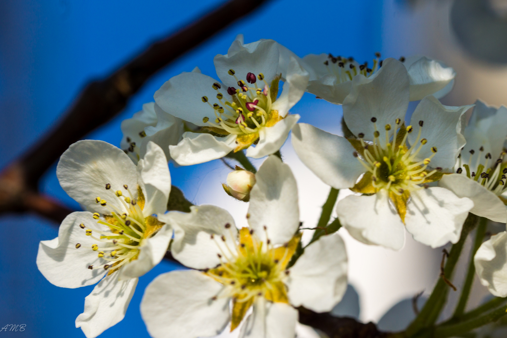 Schöne Blumen