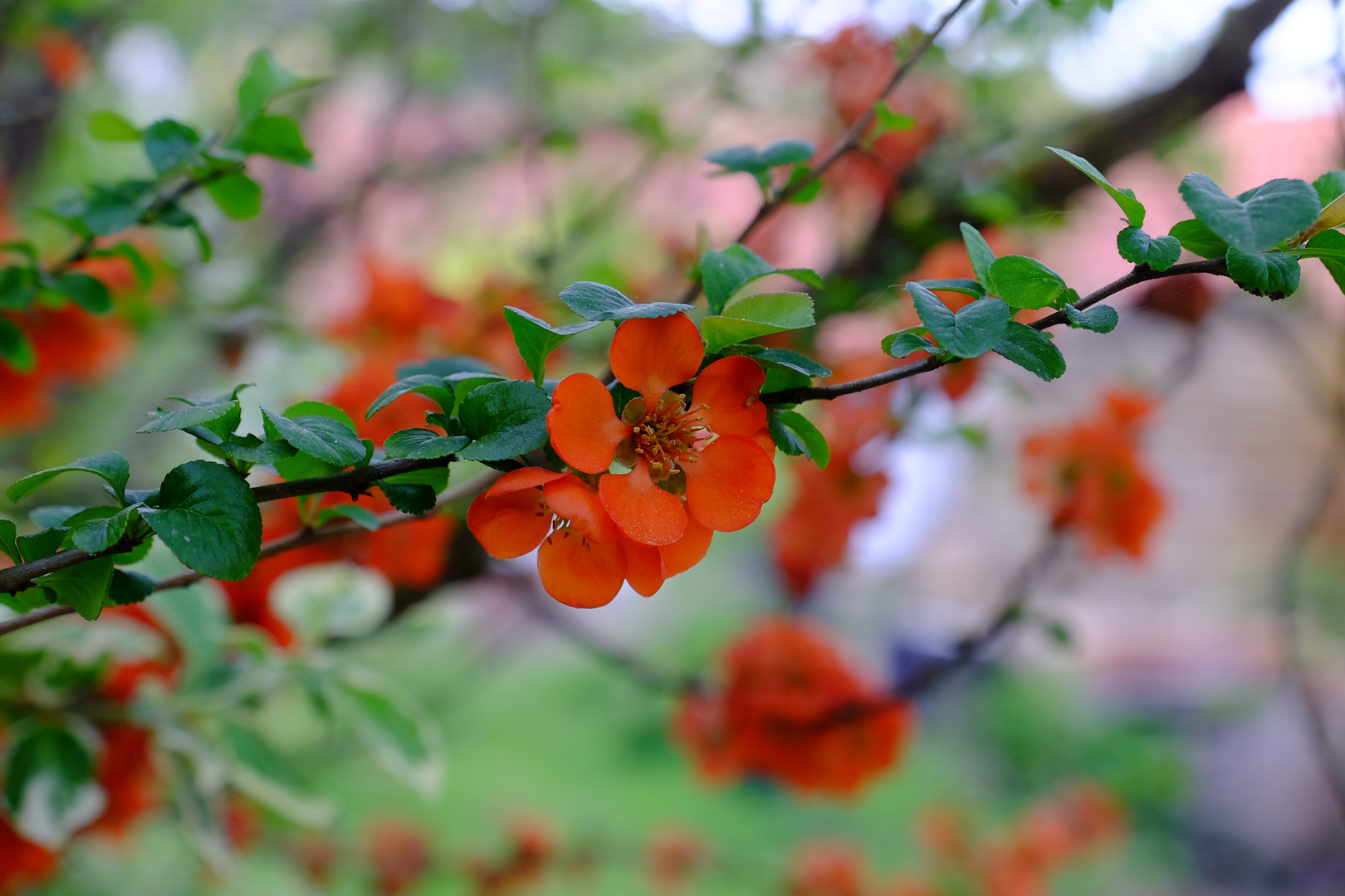 Schöne Blumen an einem Baum