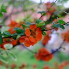 Schöne Blumen an einem Baum