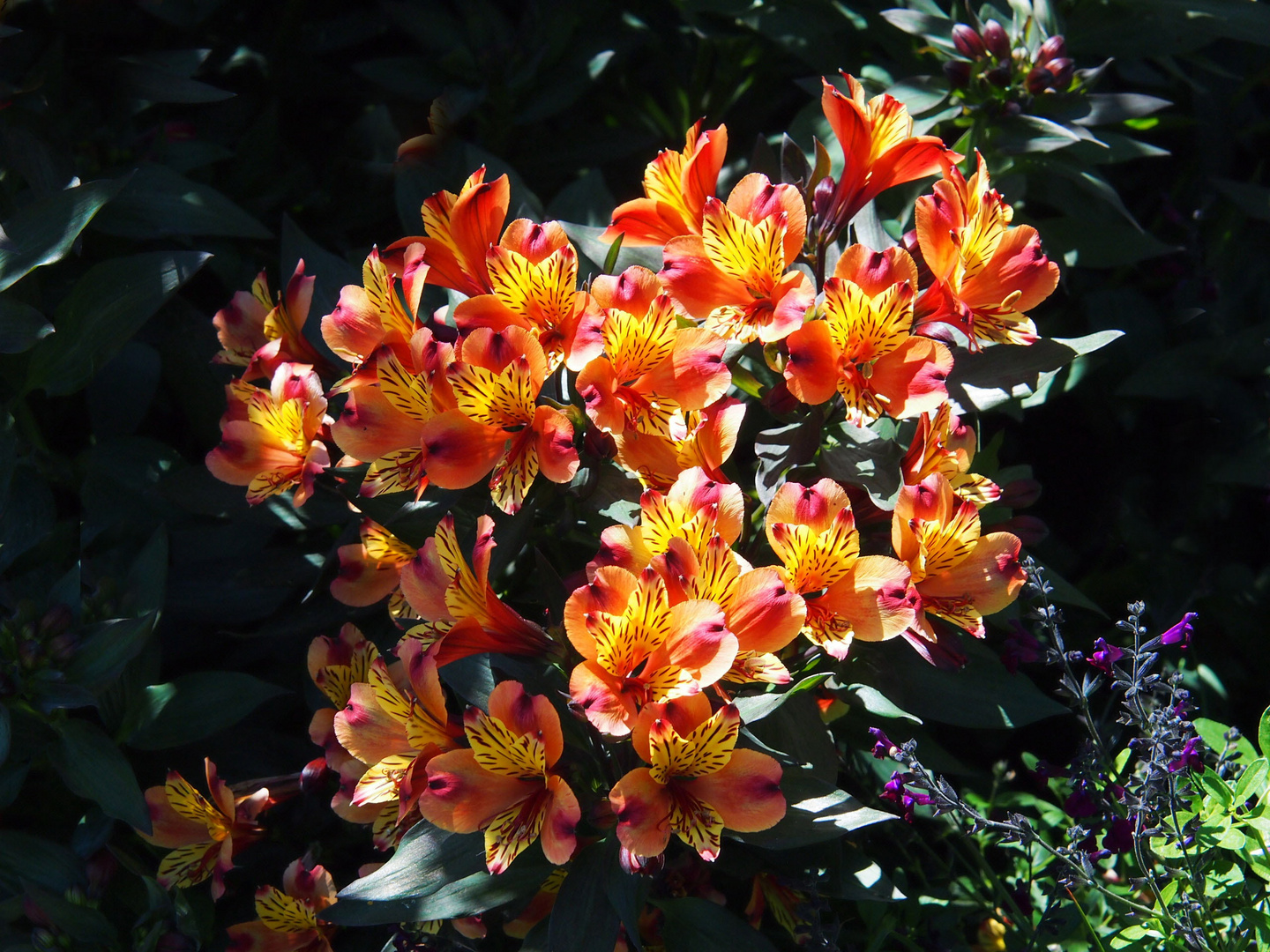 Schöne Blumen aus Honfleur