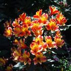 Schöne Blumen aus Honfleur