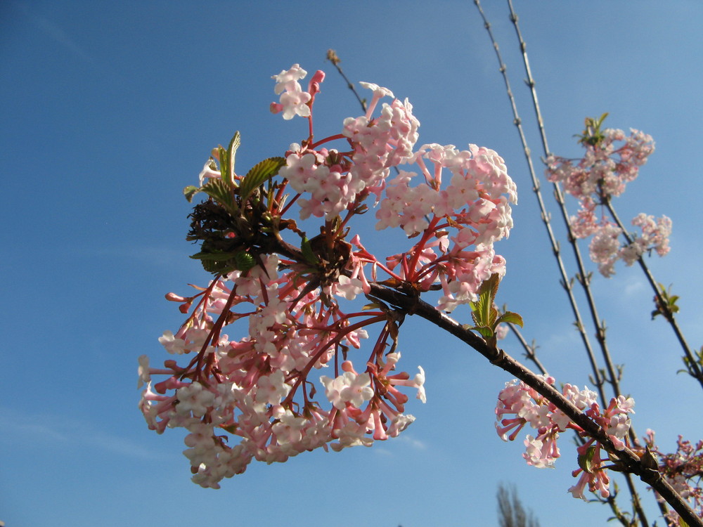 Schöne Blumen bei Oma