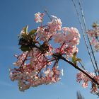 Schöne Blumen bei Oma