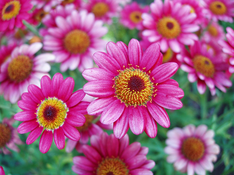 sch ne blumen Foto Bild pflanzen pilze flechten sch ne blumen Foto Bild pflanzen pilze flechten