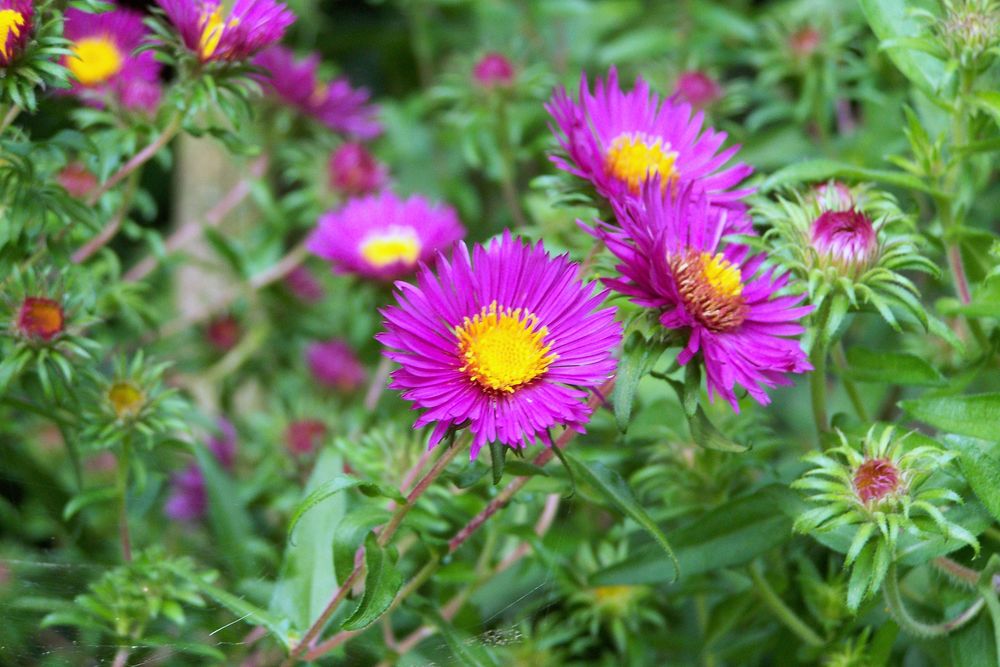 Schöne Blumen