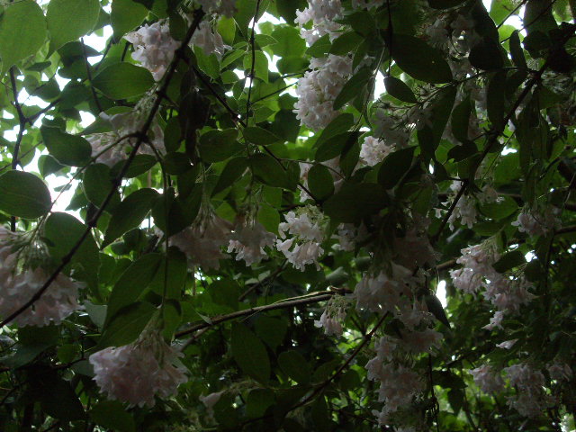 schöne Blumen in der Schule