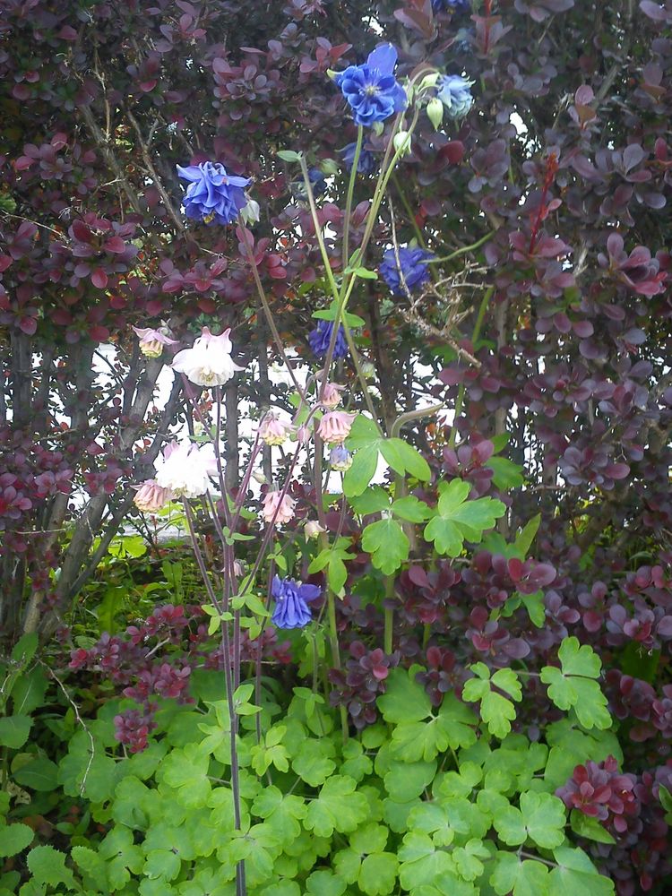 schöne Blumen mit Hecke