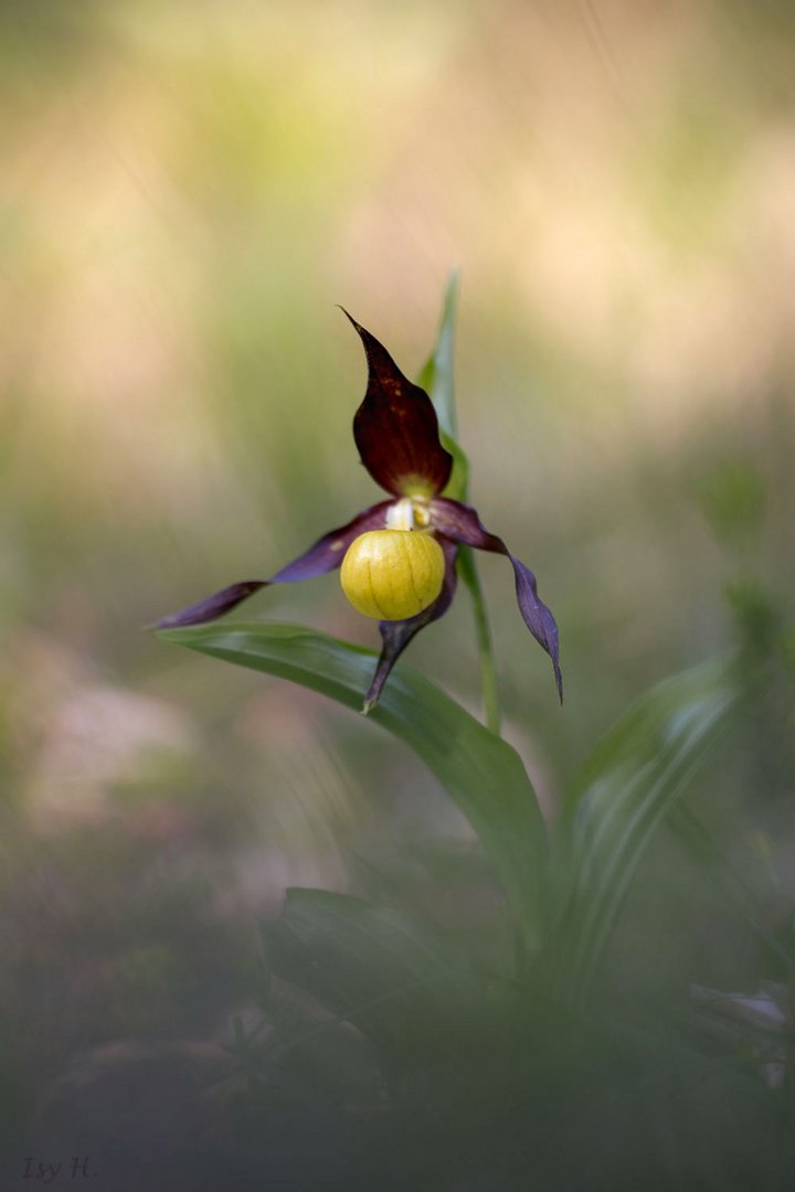 Schöne Blumen wachsen langsam