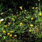 Schöne Blumenwiese: Waldlichtung Wilhelminenberg