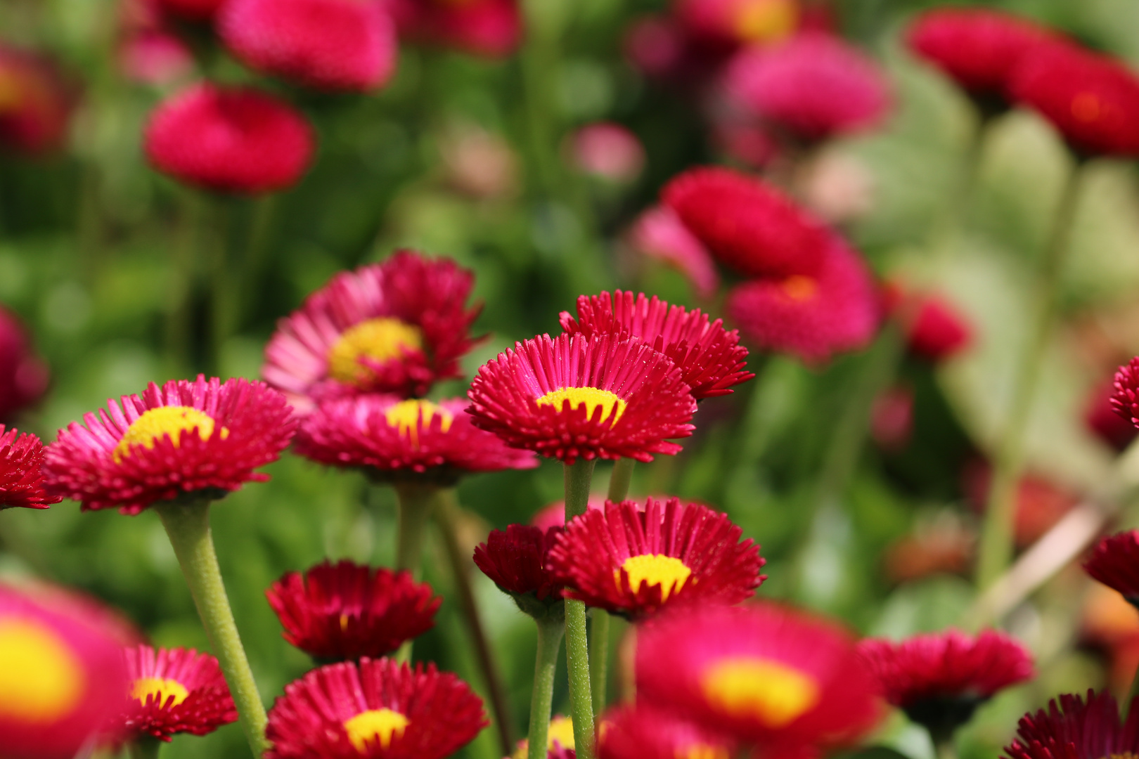 schöne bunte Blumenwelt