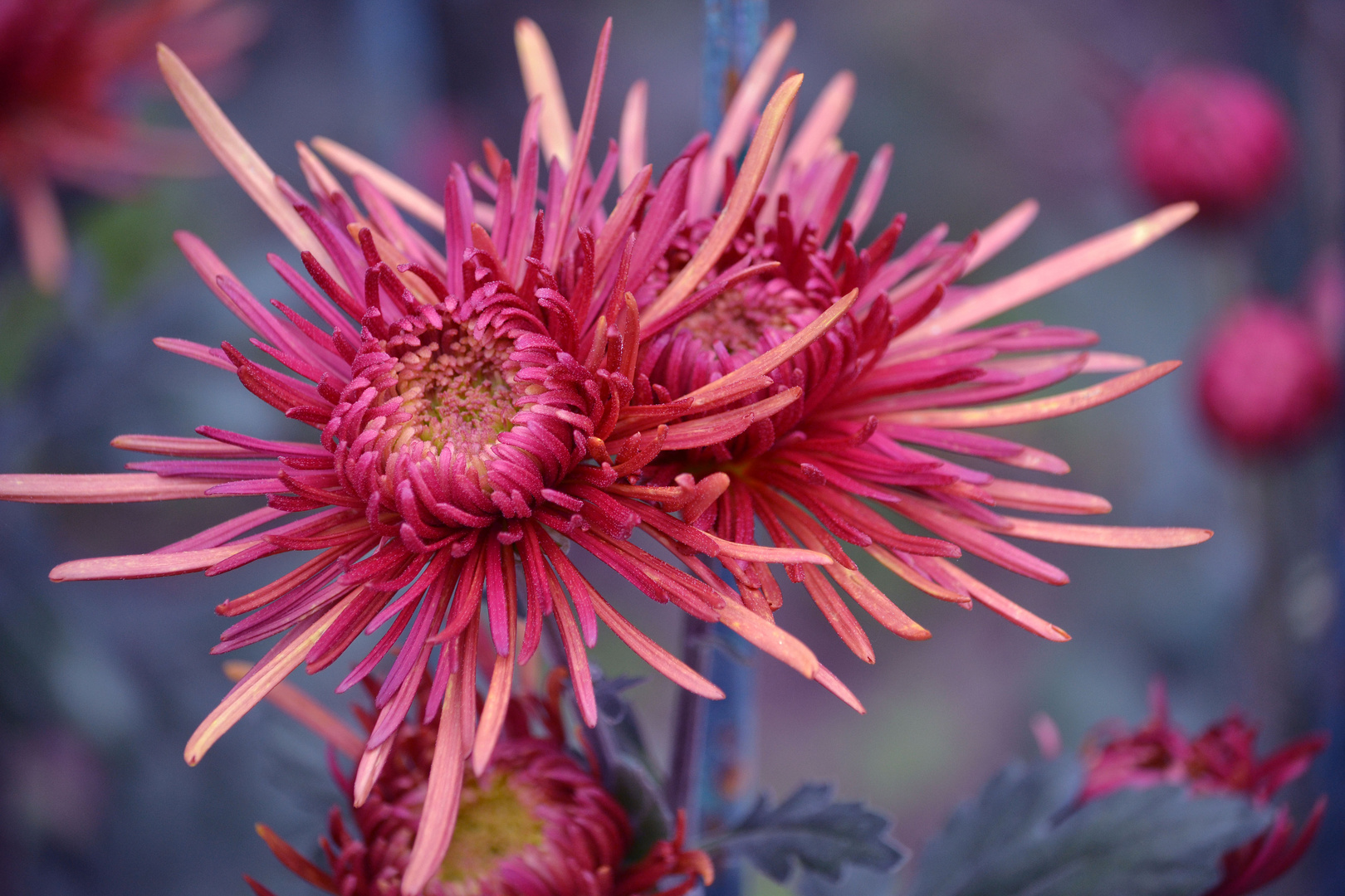 Schöne Chrysantheme