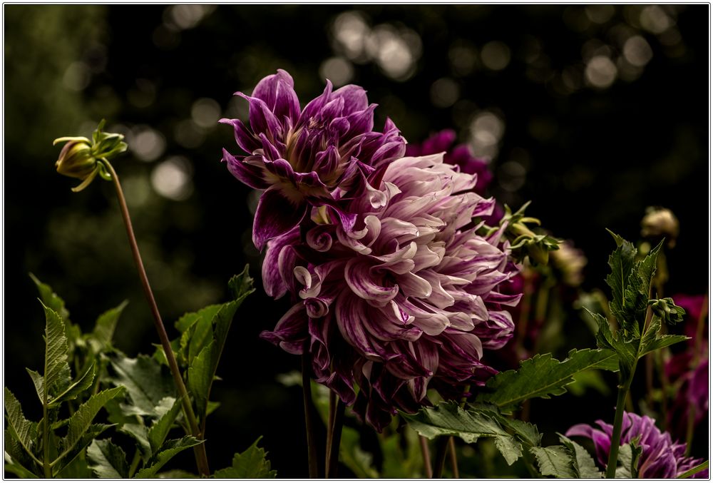 schöne Dahlien